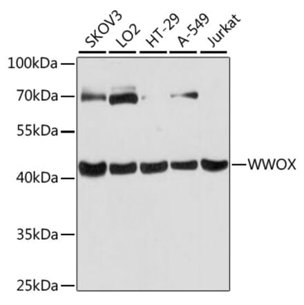 Western Blot - Anti-WWOX Antibody (A90018) - Antibodies.com