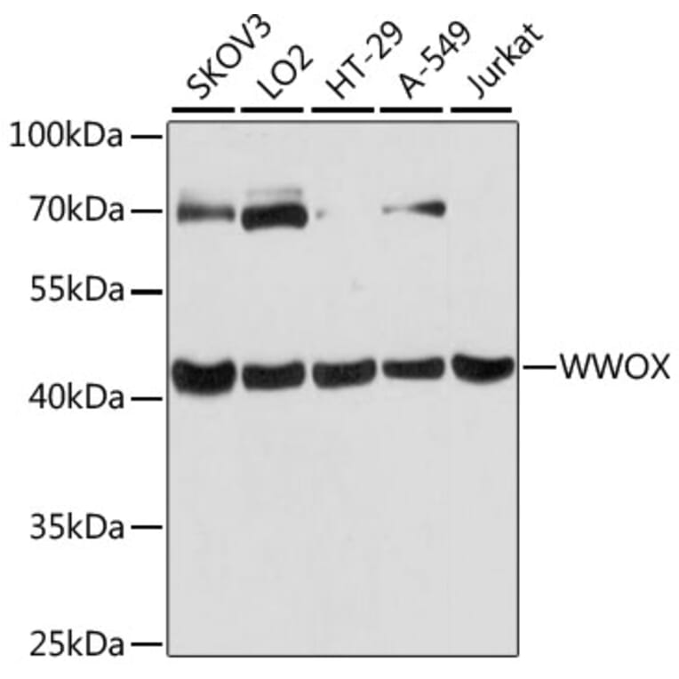 Western Blot - Anti-WWOX Antibody (A90018) - Antibodies.com