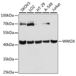 Western Blot - Anti-WWOX Antibody (A90018) - Antibodies.com