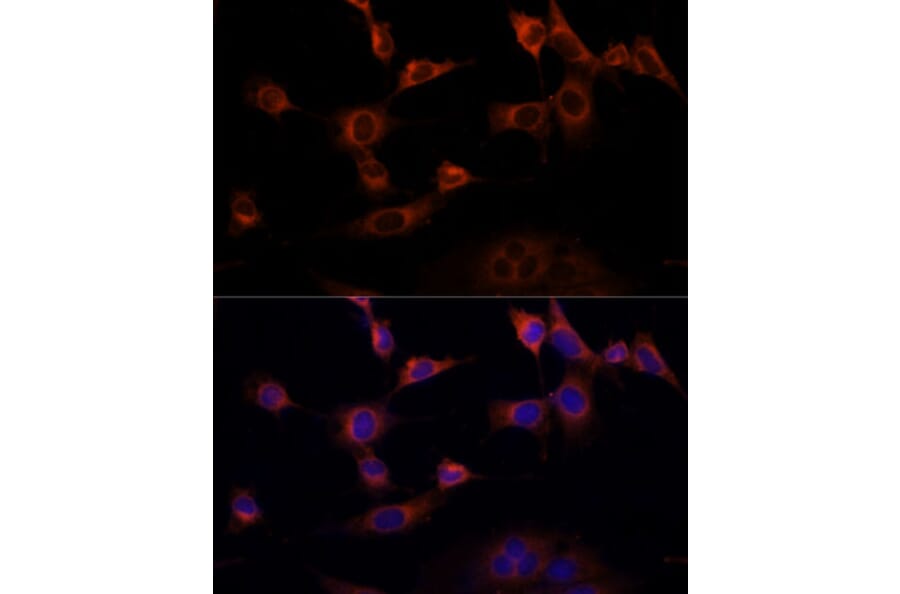 Immunofluorescence - Anti-WWOX Antibody (A90018) - Antibodies.com