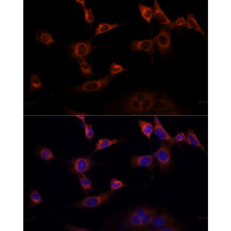 Immunofluorescence - Anti-WWOX Antibody (A90018) - Antibodies.com