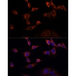 Immunofluorescence - Anti-WWOX Antibody (A90018) - Antibodies.com