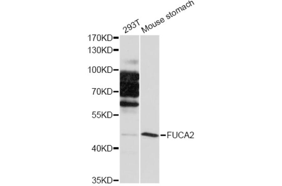 Western Blot - Anti-FUCA2 Antibody (A12291) - Antibodies.com