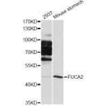 Western Blot - Anti-FUCA2 Antibody (A12291) - Antibodies.com