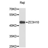Western Blot - Anti-ZC3H10 Antibody (A13753) - Antibodies.com