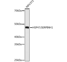 Western Blot - Anti-HSP47 Antibody (A90026) - Antibodies.com