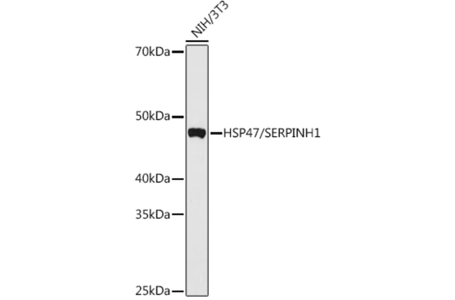 Western Blot - Anti-HSP47 Antibody (A90026) - Antibodies.com