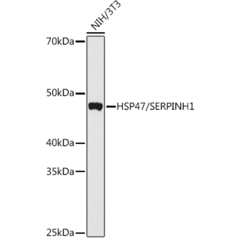 Western Blot - Anti-HSP47 Antibody (A90026) - Antibodies.com