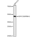 Western Blot - Anti-HSP47 Antibody (A90026) - Antibodies.com