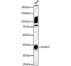 Western Blot - Anti-ASAH1 Antibody (A90028) - Antibodies.com