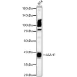 Western Blot - Anti-ASAH1 Antibody (A90028) - Antibodies.com