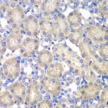 Immunohistochemistry - Anti-ACY-1 Antibody (A90029) - Antibodies.com