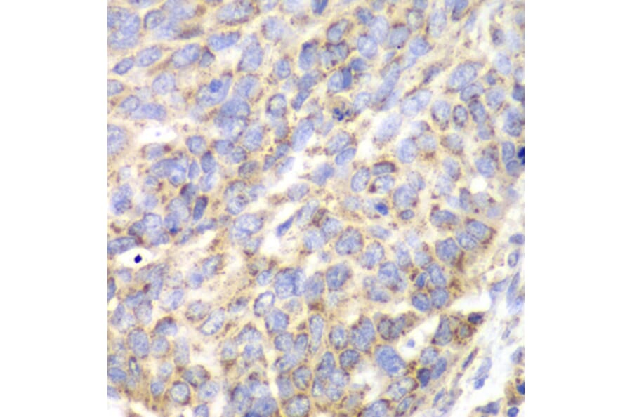 Immunohistochemistry - Anti-ACY-1 Antibody (A90029) - Antibodies.com