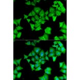 Immunofluorescence - Anti-ACY-1 Antibody (A90029) - Antibodies.com