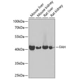 Western Blot - Anti-Fumarylacetoacetate hydrolase / FAA Antibody (A90032) - Antibodies.com