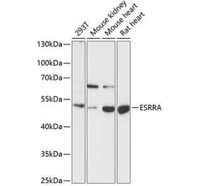 Western Blot - Anti-Estrogen Related Receptor alpha Antibody (A90033) - Antibodies.com
