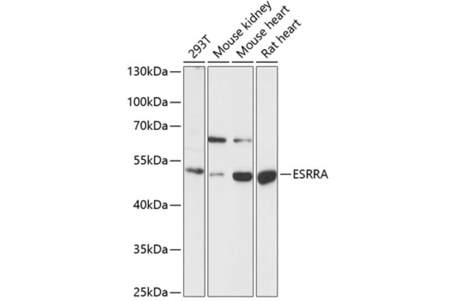 Western Blot - Anti-Estrogen Related Receptor alpha Antibody (A90033) - Antibodies.com