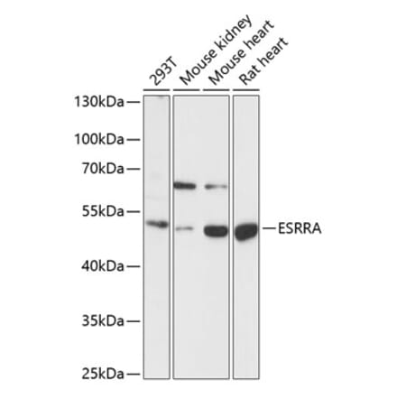 Western Blot - Anti-Estrogen Related Receptor alpha Antibody (A90033) - Antibodies.com