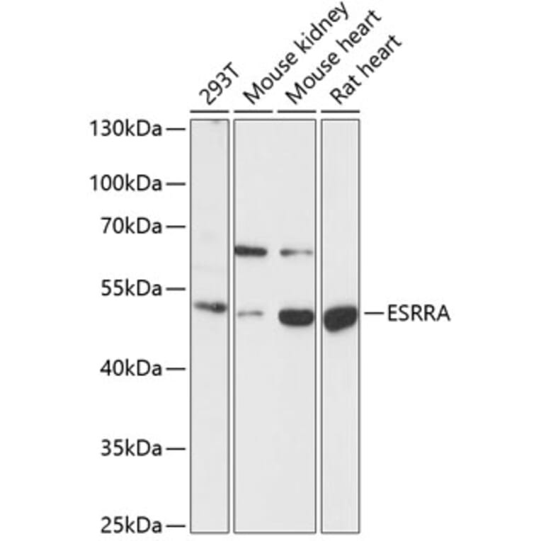 Western Blot - Anti-Estrogen Related Receptor alpha Antibody (A90033) - Antibodies.com