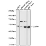 Western Blot - Anti-Estrogen Related Receptor alpha Antibody (A90033) - Antibodies.com