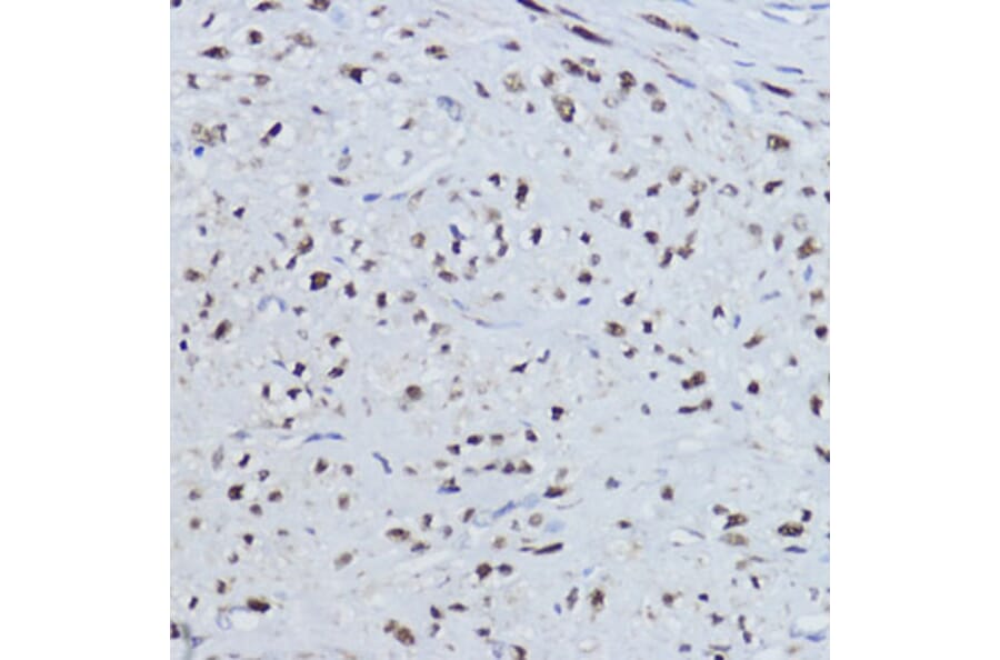 Immunohistochemistry - Anti-Estrogen Related Receptor alpha Antibody (A90033) - Antibodies.com