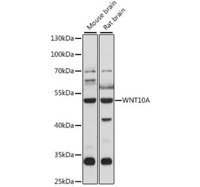 Western Blot - Anti-Wnt10a Antibody (A90034) - Antibodies.com