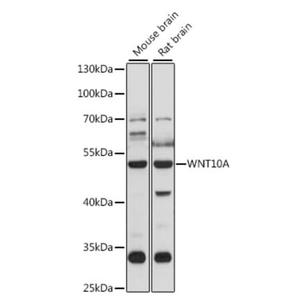 Western Blot - Anti-Wnt10a Antibody (A90034) - Antibodies.com