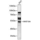 Western Blot - Anti-Wnt10a Antibody (A90035) - Antibodies.com