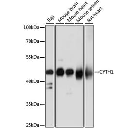 Western Blot - Anti-Cytohesin 1 Antibody (A90036) - Antibodies.com