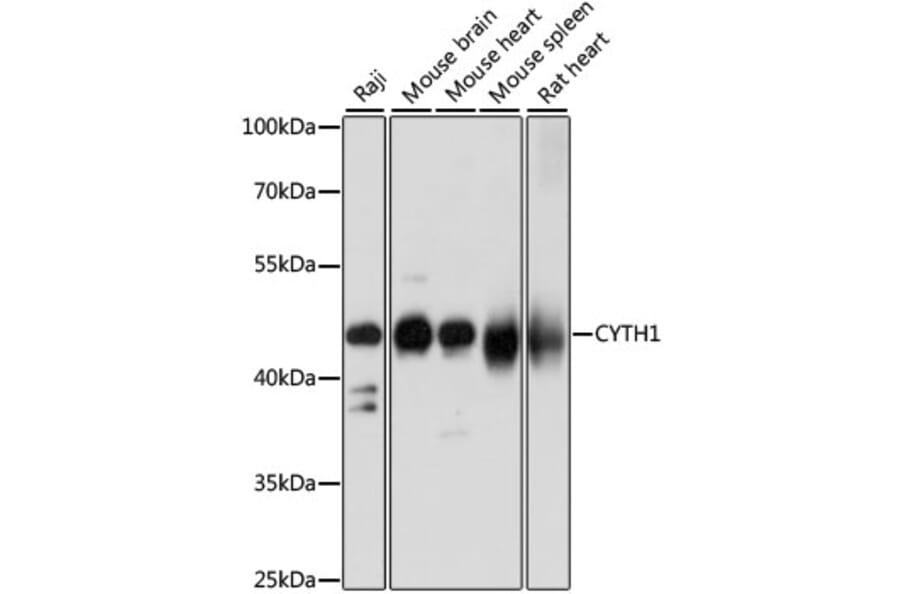 Western Blot - Anti-Cytohesin 1 Antibody (A90036) - Antibodies.com