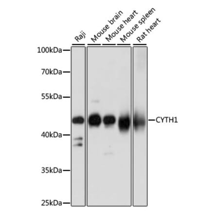 Western Blot - Anti-Cytohesin 1 Antibody (A90036) - Antibodies.com