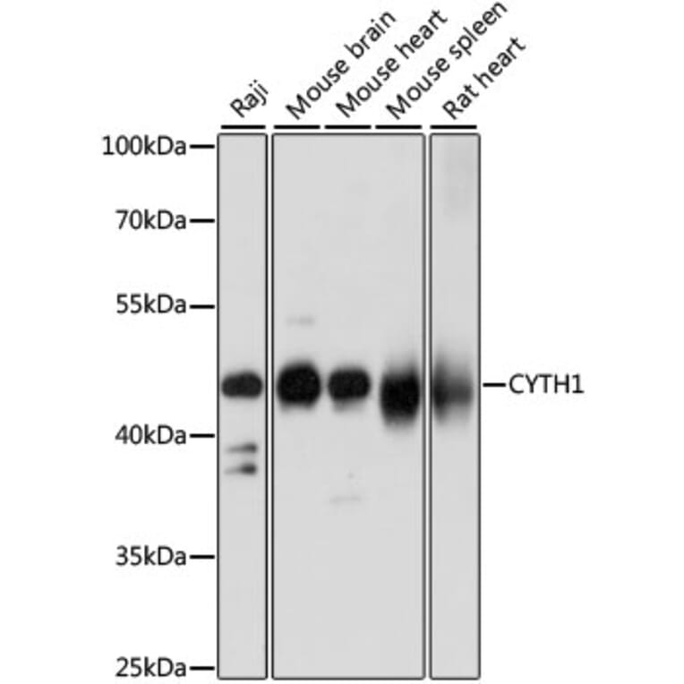 Western Blot - Anti-Cytohesin 1 Antibody (A90036) - Antibodies.com