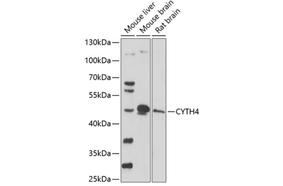 Western Blot - Anti-CYTH4 Antibody (A90037) - Antibodies.com