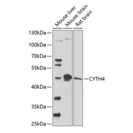 Western Blot - Anti-CYTH4 Antibody (A90037) - Antibodies.com