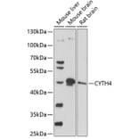 Western Blot - Anti-CYTH4 Antibody (A90037) - Antibodies.com
