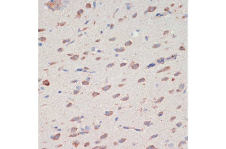Immunohistochemistry - Anti-Neuroserpin Antibody (A90039) - Antibodies.com
