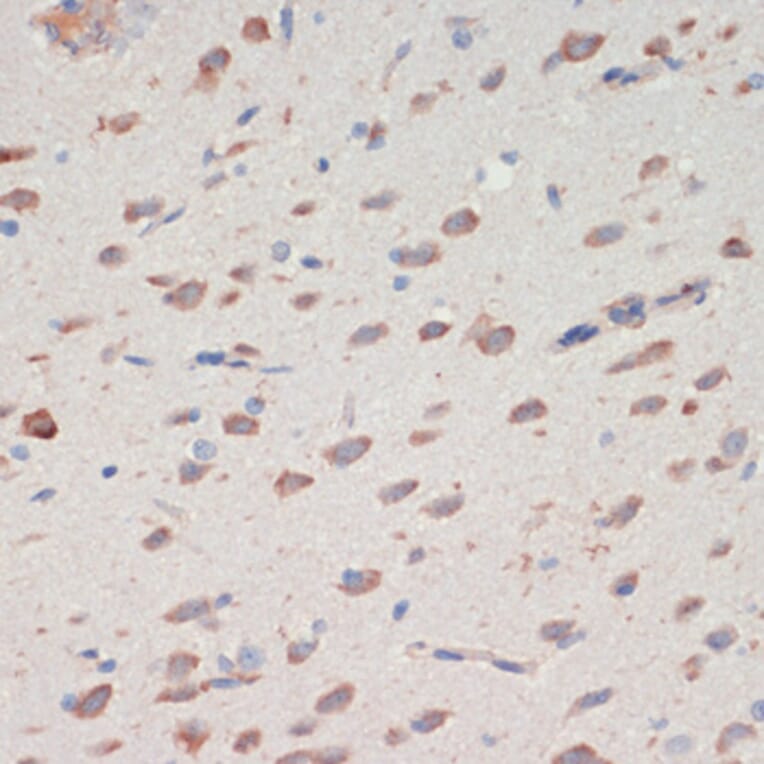 Immunohistochemistry - Anti-Neuroserpin Antibody (A90039) - Antibodies.com