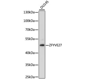 Western Blot - Anti-ZFYVE27 Antibody (A90040) - Antibodies.com