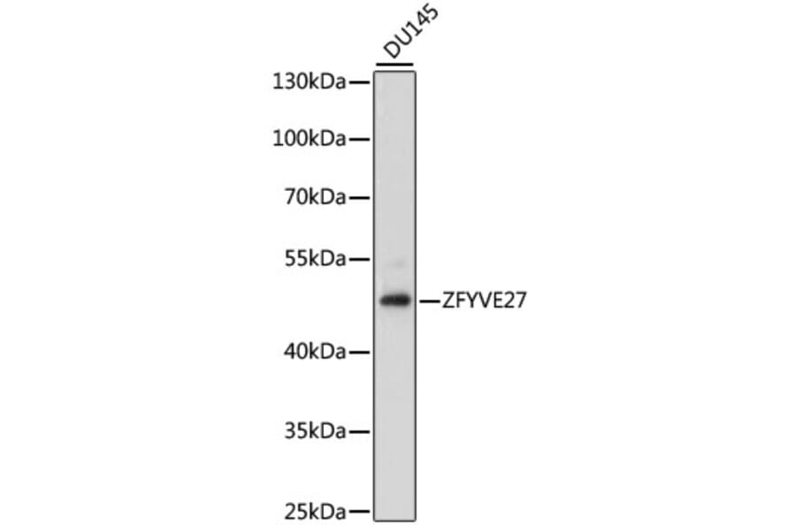 Western Blot - Anti-ZFYVE27 Antibody (A90040) - Antibodies.com