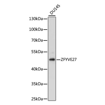Western Blot - Anti-ZFYVE27 Antibody (A90040) - Antibodies.com