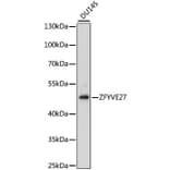 Western Blot - Anti-ZFYVE27 Antibody (A90040) - Antibodies.com