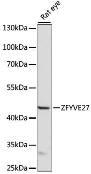 Western blot analysis of extracts of rat eye, using Anti-ZFYVE27 Antibody (A15942) at 1000 dilution.
Secondary antibody: Goat Anti-Rabbit IgG (H+L) (HRP) (AS014) at 1:10,000 dilution.
Lysates / proteins: 25µg per lane.
Blocking buffer: 3% non-fat dry milk in TBST.
Detection: ECL Basic Kit (RM00020).
Exposure time: 15s.