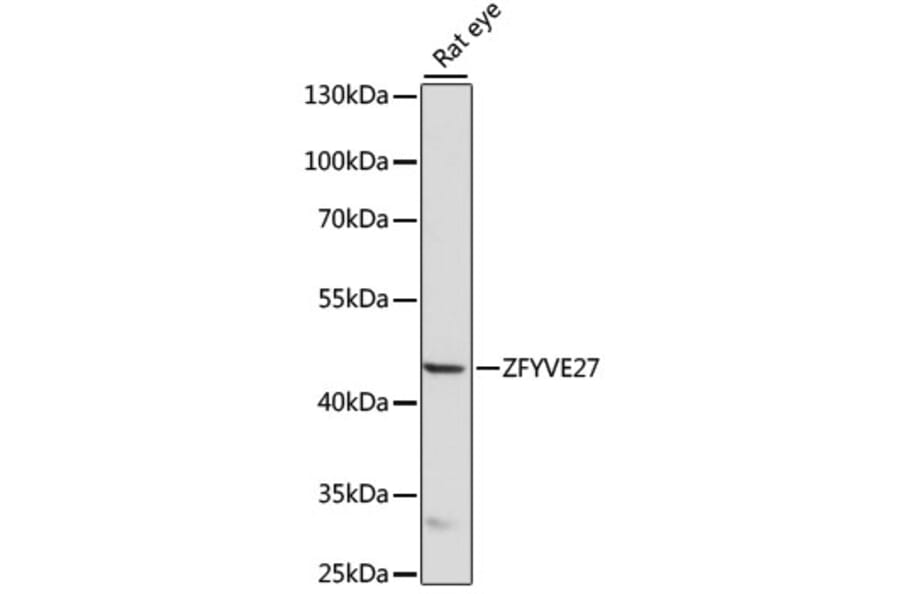 Western Blot - Anti-ZFYVE27 Antibody (A90041) - Antibodies.com