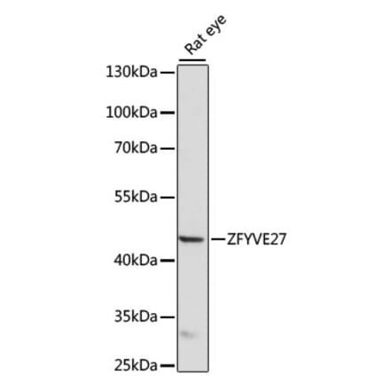 Western Blot - Anti-ZFYVE27 Antibody (A90041) - Antibodies.com