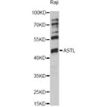 Western Blot - Anti-ASTL Antibody (A14984) - Antibodies.com