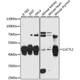 Western Blot - Anti-LUC7L2 Antibody (A90047) - Antibodies.com
