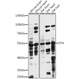 Western Blot - Anti-5T4 Antibody (A90048) - Antibodies.com