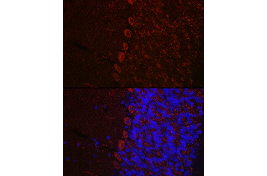 Immunofluorescence - Anti-Orexin Receptor 1/Ox-1-R Antibody (A90051) - Antibodies.com