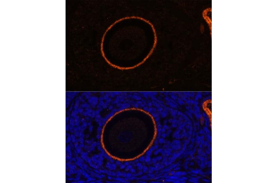 Immunofluorescence - Anti-ZP3 Antibody (A90053) - Antibodies.com