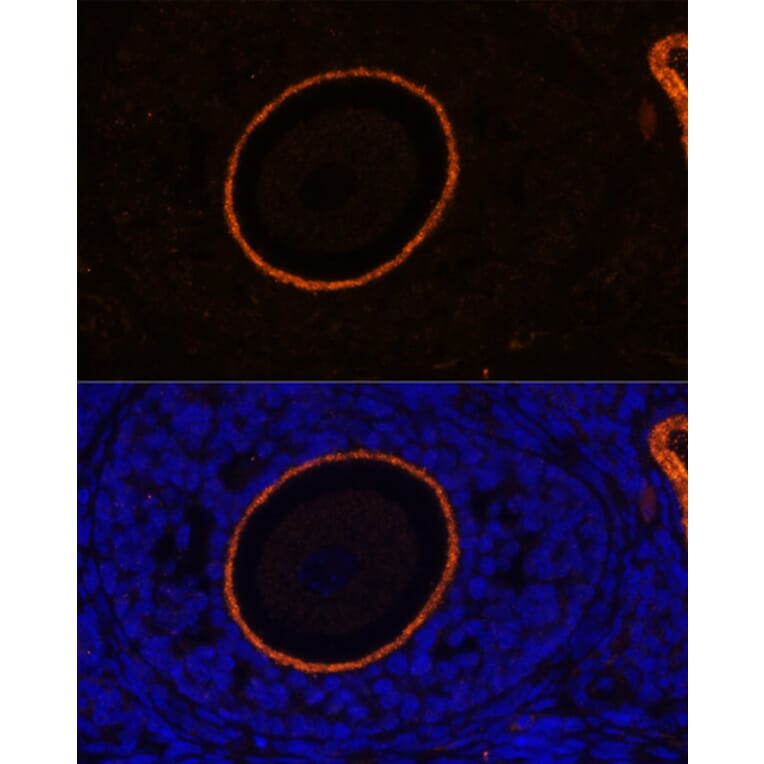 Immunofluorescence - Anti-ZP3 Antibody (A90053) - Antibodies.com